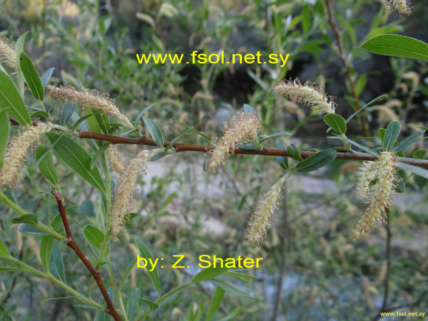 Salix alba L